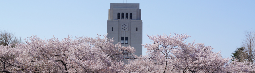 sakura